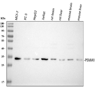 Proteasome 20S C2/PSMA1 Rabbit Polyclonal Antibody