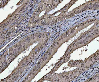 PC4/SUB1 Rabbit Polyclonal Antibody