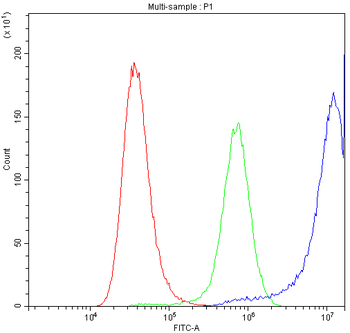 Calpastatin/CAST Rabbit Polyclonal Antibody
