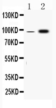 Fibrinogen alpha chain/FGA Rabbit Polyclonal Antibody