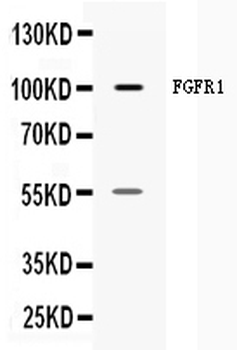 FGFR1 Rabbit Polyclonal Antibody