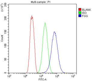 Fibrinogen gamma chain/FGG Rabbit Polyclonal Antibody