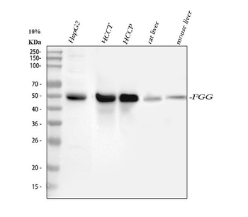 Fibrinogen gamma chain/FGG Rabbit Polyclonal Antibody