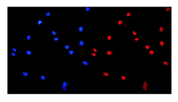 HnRNP A1/HNRNPA1 Rabbit Polyclonal Antibody