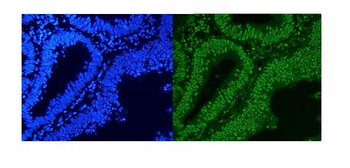 HnRNP A1/HNRNPA1 Rabbit Polyclonal Antibody
