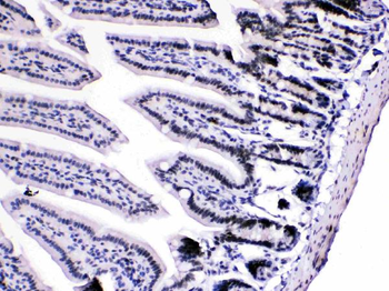 HnRNP A1/HNRNPA1 Rabbit Polyclonal Antibody