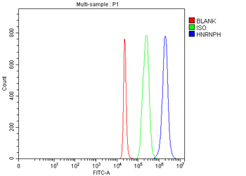 HnRNP H/HNRNPH1 Rabbit Polyclonal Antibody