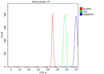 HnRNP H/HNRNPH1 Rabbit Polyclonal Antibody