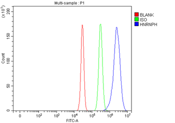 HnRNP H/HNRNPH1 Rabbit Polyclonal Antibody