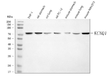 KCNQ1 Rabbit Polyclonal Antibody
