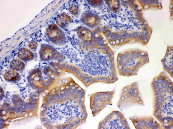 EBP1/PA2G4 Rabbit Polyclonal Antibody