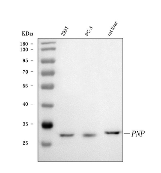 Nucleoside phosphorylase/PNP Rabbit Polyclonal Antibody