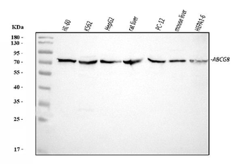 ABCG8 Rabbit Polyclonal Antibody