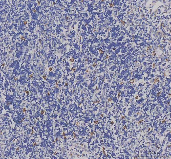 Iba1/AIF1 Rabbit Polyclonal Antibody