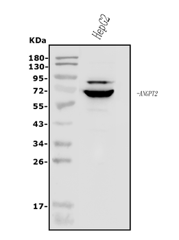 Angiopoietin-2/ANGPT2 Rabbit Polyclonal Antibody