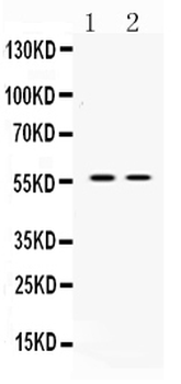 ANGPTL2 Rabbit Polyclonal Antibody