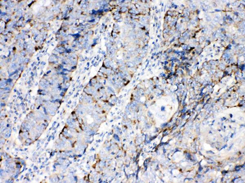 Bax Rabbit Polyclonal Antibody