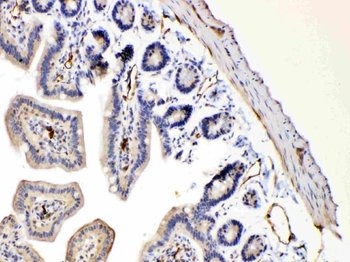 Bax Rabbit Polyclonal Antibody