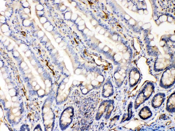 Bax Rabbit Polyclonal Antibody