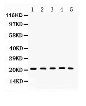 Bax Rabbit Polyclonal Antibody