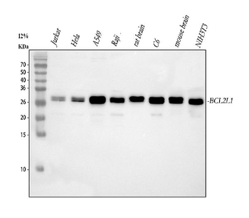 Bcl-XL/BCL2L1/XL Rabbit Polyclonal Antibody