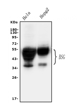 CD147/Emmprin/BSG Rabbit Polyclonal Antibody