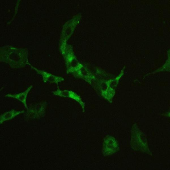 CD147/Emmprin/BSG Rabbit Polyclonal Antibody