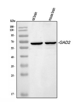 GAD65/GAD2 Rabbit Polyclonal Antibody