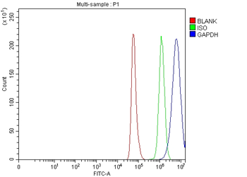 GAPDH Rabbit Polyclonal Antibody