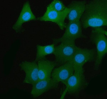 GAPDH Rabbit Polyclonal Antibody