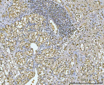 GAPDH Rabbit Polyclonal Antibody