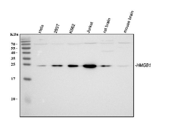HMGB1 Rabbit Polyclonal Antibody