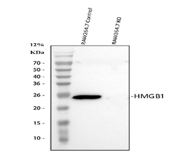 HMGB1 Rabbit Polyclonal Antibody