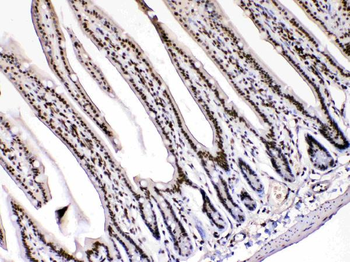 HMGB1 Rabbit Polyclonal Antibody