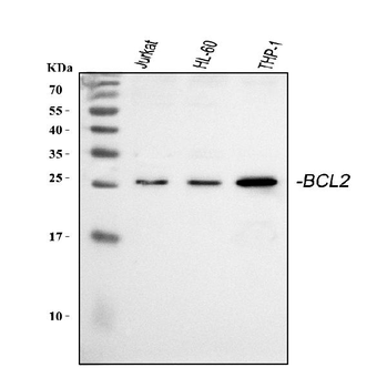 Bcl-2/BCL2 Rabbit Polyclonal Antibody