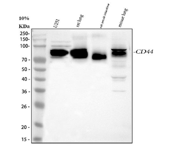 CD44 Rabbit Polyclonal Antibody