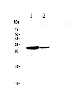 IL17C Rabbit Polyclonal Antibody