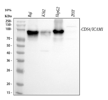 ICAM1 Rabbit Polyclonal Antibody
