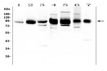 ICAM1 Rabbit Polyclonal Antibody