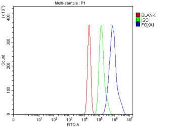 FOXA1 Rabbit Polyclonal Antibody