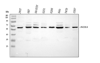 NADPH oxidase 4/NOX4 Rabbit Polyclonal Antibody