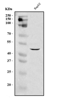 DC-SIGN/CD209/DC Rabbit Polyclonal Antibody