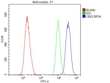 HP1 gamma/CBX3 Rabbit Polyclonal Antibody