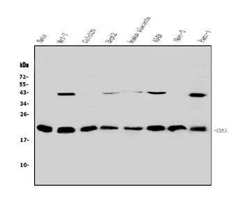HP1 gamma/CBX3 Rabbit Polyclonal Antibody