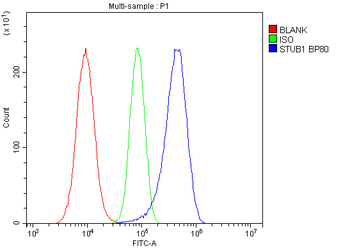 STUB1 Rabbit Polyclonal Antibody