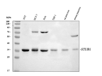 STUB1 Rabbit Polyclonal Antibody