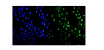 MDC1 Rabbit Polyclonal Antibody