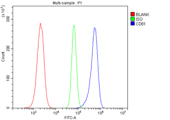 TAPA1/CD81 Rabbit Polyclonal Antibody