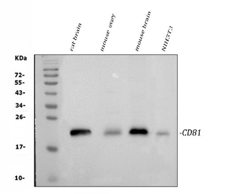 TAPA1/Cd81 Rabbit Polyclonal Antibody