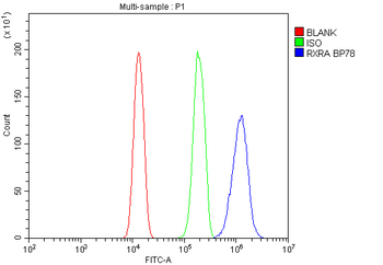 Retinoid X Receptor alpha/RXRA Rabbit Polyclonal Antibody